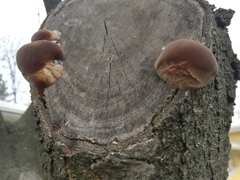 Phellinus pomaceus