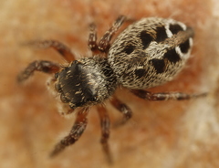 Phidippus asotus