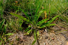 Lichtensteinia trifida