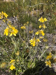 Goodenia glomerata