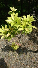 Pieris japonica