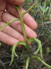 Pelargonium violiflorum