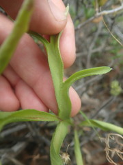 Pelargonium violiflorum