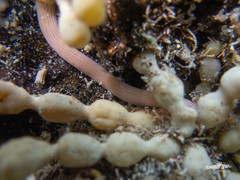Baseodiscus delineatus