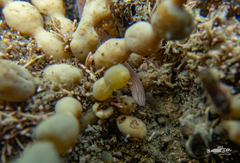 Baseodiscus delineatus