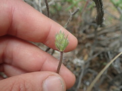 Pelargonium violiflorum
