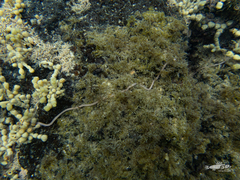 Baseodiscus delineatus
