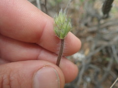 Pelargonium violiflorum