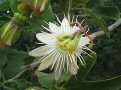 Passiflora recurva
