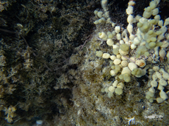Baseodiscus delineatus