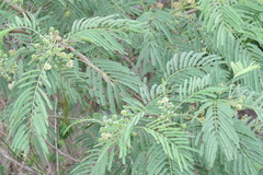 Leucaena pulverulenta