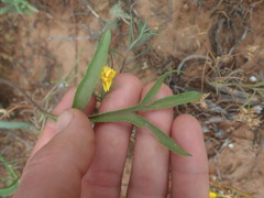 Pelargonium violiflorum