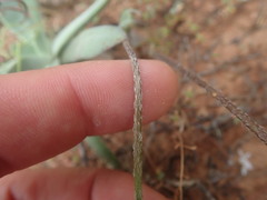 Pelargonium violiflorum