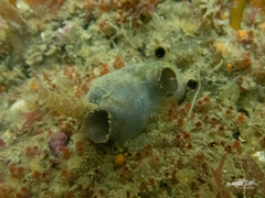 Asterocarpa coerulea