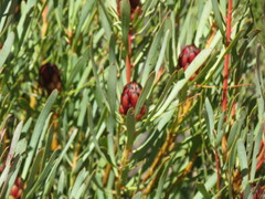 Protea acuminata