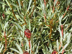 Protea acuminata