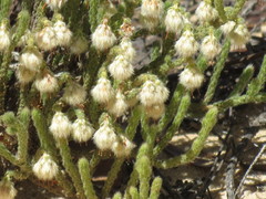 Erica senilis