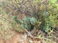 Astroloba rubriflora