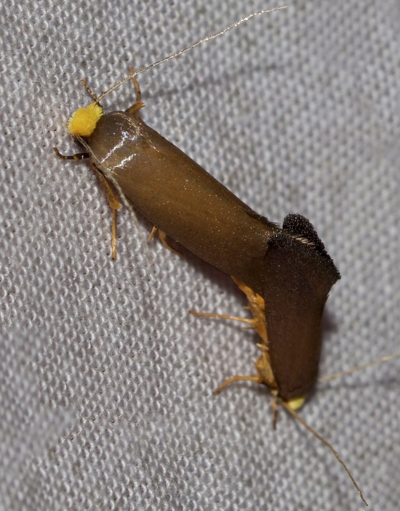 Edosa sacerdos