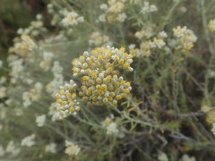 Helichrysum rosum