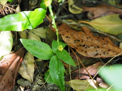 Malaxideae