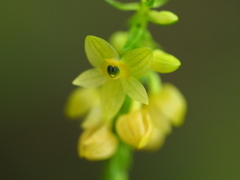 Malaxideae