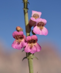 Penstemon bicolor