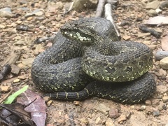 Ophryacus smaragdinus