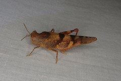 Qualetta maculata