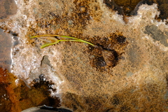 Moraea stagnalis