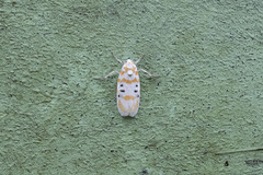 Cyana intercomma
