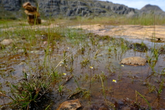 Moraea stagnalis
