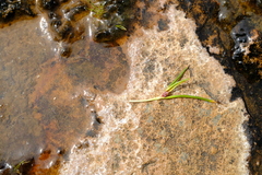 Moraea stagnalis