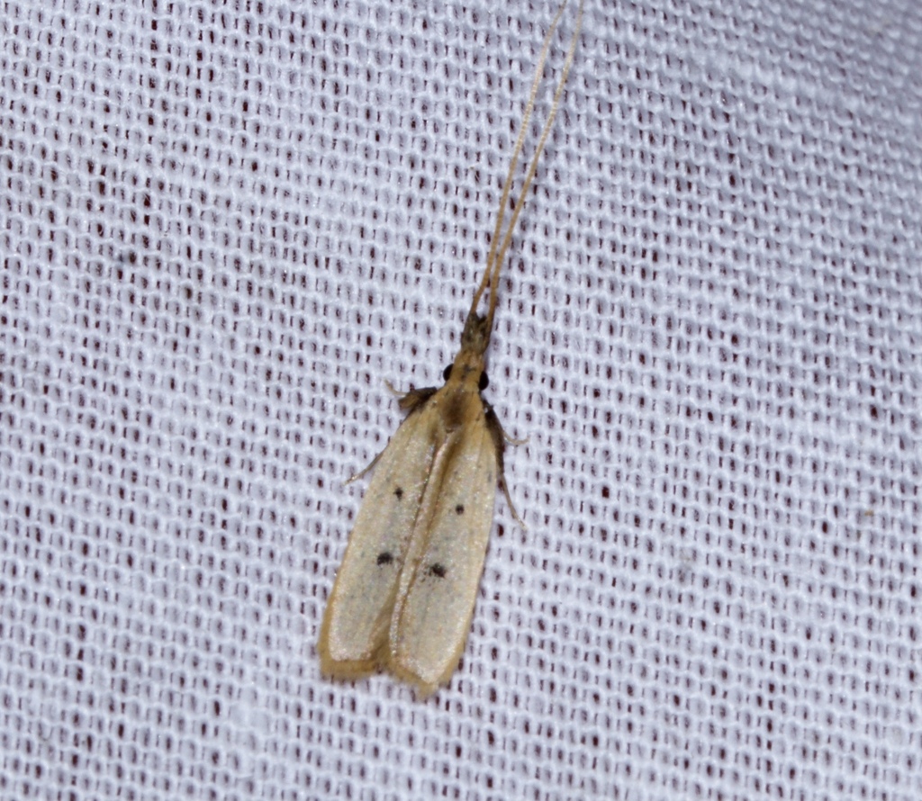 Frisilia nesciatella