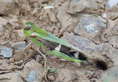 Oedaleus nigrofasciatus