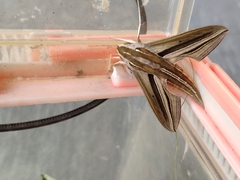 Theretra oldenlandiae