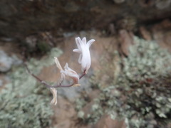 Haworthia herbacea