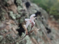 Haworthia herbacea