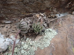 Haworthia herbacea