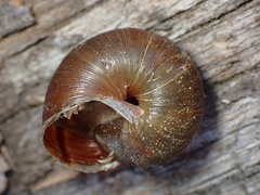 Helminthoglypta walkeriana