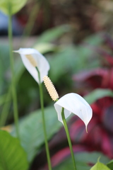 Spathiphyllum wallisii