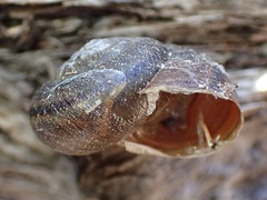Helminthoglypta walkeriana