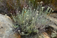 Helichrysum lambertianum