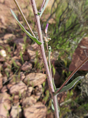 Boechera gracilenta