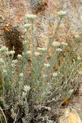 Helichrysum lambertianum