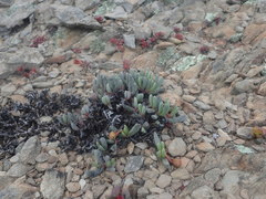 Brianhuntleya intrusa