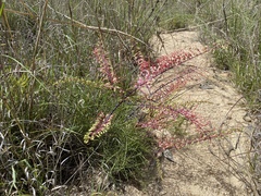 Grevillea dryandri