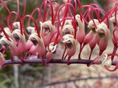 Grevillea dryandri
