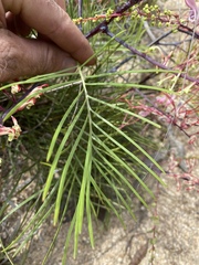 Grevillea dryandri
