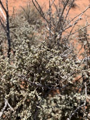 Maireana pyramidata